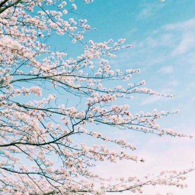 三张牌下载金花免费app下载